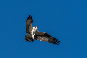 Osprey (Pandion haliaetus) in hover flight due to an intruder approaching the nest.