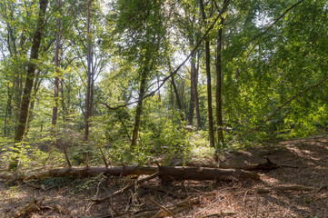 A fallen tree in the forrest