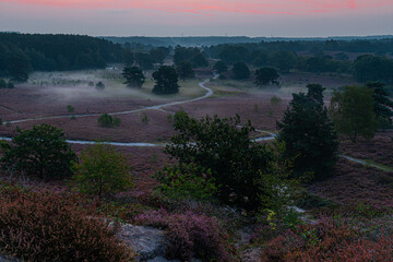 Obraz premium Sunrise at the National park Brunssumerheide in the Netherlands, which is in a warm purple bloom during the month of September with early morning fog on the ground.