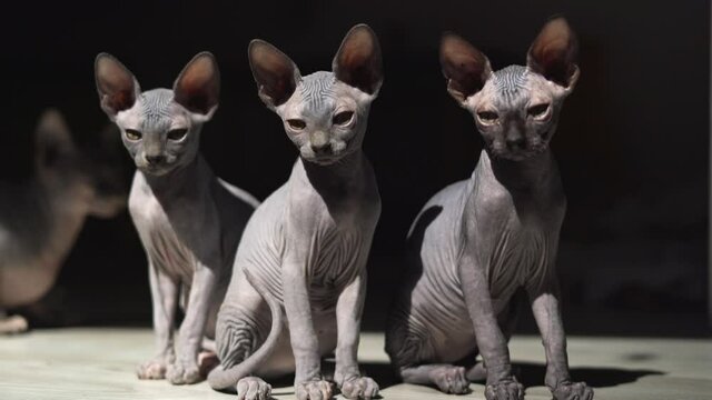 three hairless kittens breed of Canadian sphinxes pet. Sitting on the floor in the sunlight.