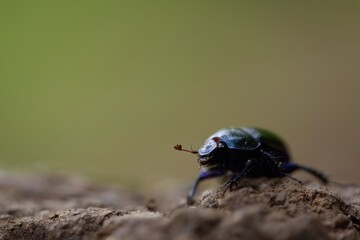 bug on the forest ground
