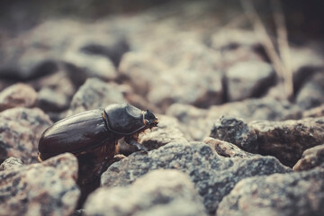 A beetle that climbs rocks. Rough, big beetle. Insect in nature