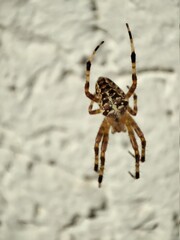 spider on a web