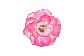 Beautiful pink rose flower isolated on white background. Object with clipping path.