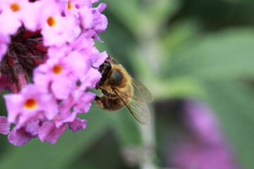 Abeille entrain de butiner