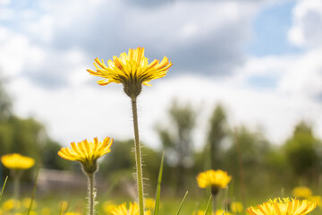Beautiful yellow wild flower. Flower on sky background