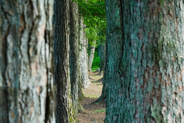 並木の隙間から覗く風景