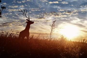 Silhouette of a Deer walking along in ridge top landscape at sunset.