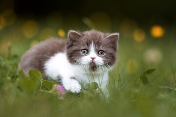 Britisch Kurzhaar Langhaar Kitten Katzenkind 