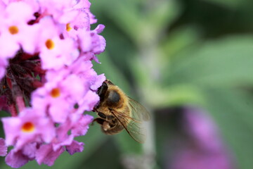 Abeille entrain de butiner