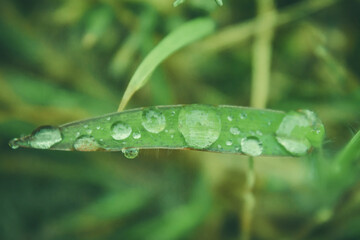 Dewdrop. A drop on a leaf of grass