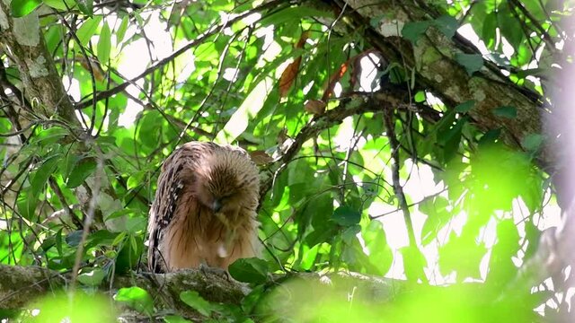 The Buffy Fish Owl is a big owl and yet the smallest among the four Fish Owls; it is quite an amusing bird with its horns standing made of feathers and the eyes are heavy yellow.