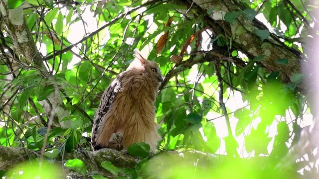 The Buffy Fish Owl is a big owl and yet the smallest among the four Fish Owls; it is quite an amusing bird with its horns standing made of feathers and the eyes are heavy yellow.