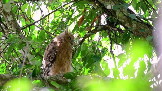 The Buffy Fish Owl is a big owl and yet the smallest among the four Fish Owls; it is quite an amusing bird with its horns standing made of feathers and the eyes are heavy yellow.