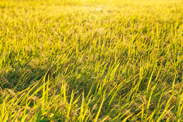 風に揺れるたわわに実った稲