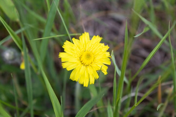 Lone yellow flower growing in the meadow