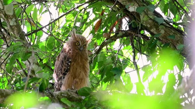 The Buffy Fish Owl is a big owl and yet the smallest among the four Fish Owls; it is quite an amusing bird with its horns standing made of feathers and the eyes are heavy yellow.