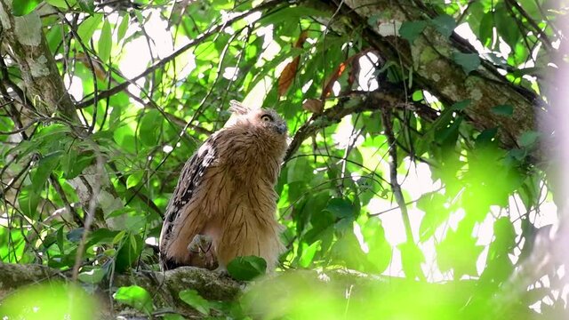 The Buffy Fish Owl is a big owl and yet the smallest among the four Fish Owls; it is quite an amusing bird with its horns standing made of feathers and the eyes are heavy yellow.
