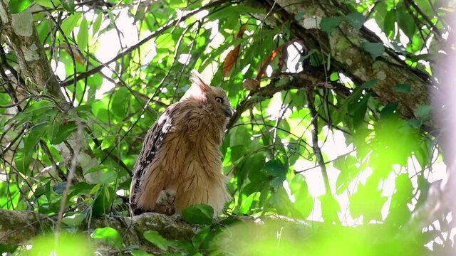 The Buffy Fish Owl is a big owl and yet the smallest among the four Fish Owls; it is quite an amusing bird with its horns standing made of feathers and the eyes are heavy yellow.