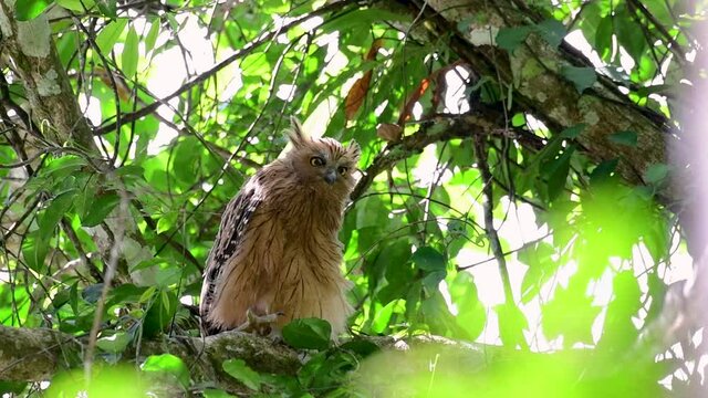 The Buffy Fish Owl is a big owl and yet the smallest among the four Fish Owls; it is quite an amusing bird with its horns standing made of feathers and the eyes are heavy yellow.