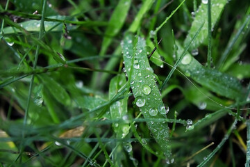 Morning dew drops on the grass. Cool morning