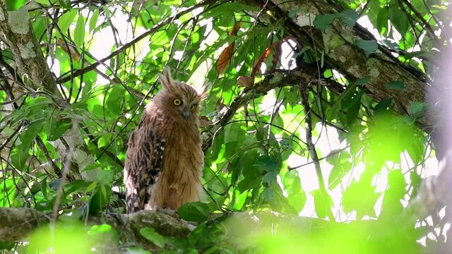 The Buffy Fish Owl is a big owl and yet the smallest among the four Fish Owls; it is quite an amusing bird with its horns standing made of feathers and the eyes are heavy yellow.