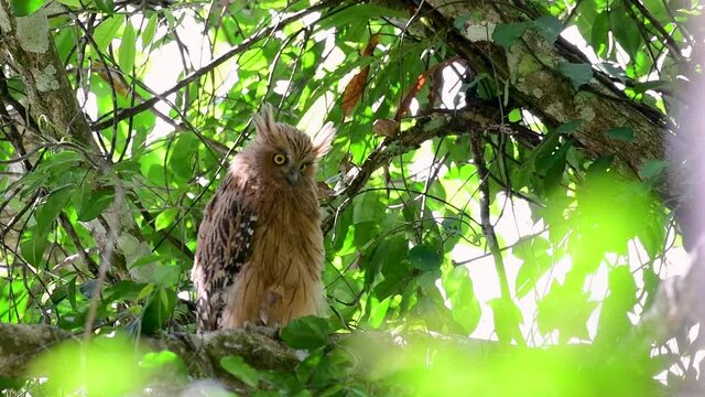 The Buffy Fish Owl is a big owl and yet the smallest among the four Fish Owls; it is quite an amusing bird with its horns standing made of feathers and the eyes are heavy yellow.