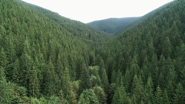 Aerial view of summer mountain landscape with evergreen pine, spruce trees. Mountain range in background. Nature, travel, holidays. Carpathians, Ukraine, Europe.