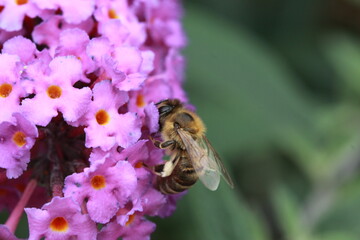 Abeille entrain de butiner