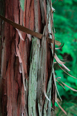 나무의 거친 껍질