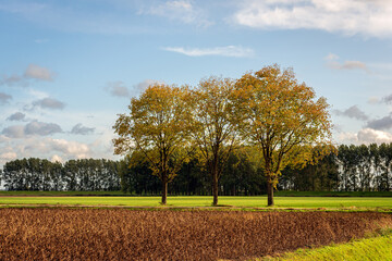 Dutch landscape in autumn