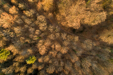 Aerial view of a gravel road between Black Forest trees in fall