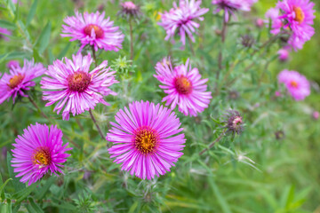 Wild pink flowers. Flowers in nature