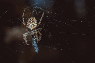 Yellow spider. Charming transparent cobweb is large and wide