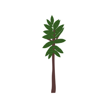 Collage palm doodle drawing. Single tree, ecological green element, beautifully shaped leaf. Hand drawn flat vector illustration in cartoon style isolated on white background
