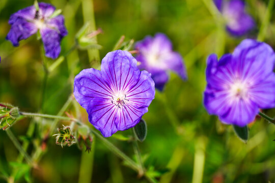 花脈 Images Browse 71 Stock Photos Vectors And Video Adobe Stock