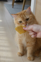 干し芋がほしい猫（マンチカン）