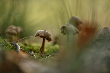 Group of mushrooms in a mystical forest