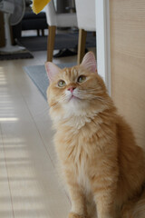 干し芋がほしい猫（マンチカン）