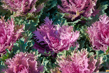 Decorative composition of fresh decorative brassica oleracea, variety Coral Queen, autumn bouquet....