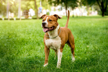 Portrait of cute american staffordshire terrier at the park.