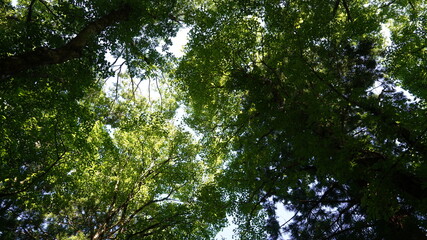 大山寺　奥大山寺の風景