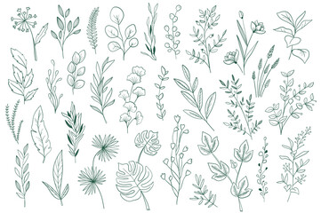 Botanical elements, outline graphic pack. Plants set in sketch style vector illustration. Green leaves, wildflower and herbs ornament. Perfect for invitations, greeting cards, floral patterns design