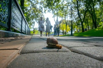 Close-up of a snail (Helix pomatia Linnaeus) in the pedestrian zone of the park. People in the background.