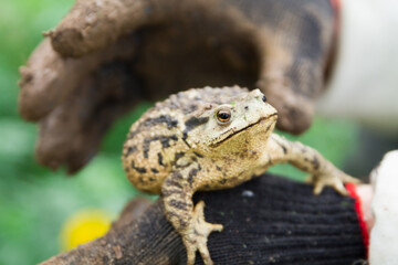 big Toad sitting in man hands in black dirty gloves
