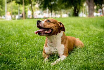 Portrait of cute american staffordshire terrier at the park.