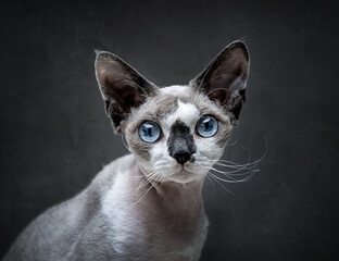 Portrait of Devon Rex cat over dark gray background