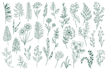 Wildflower decorative outline elements set. Isolated pack of botanical clipart. Green foliage, branches, flowers and herbs vector illustration. Perfect for invitations, greeting cards, tattoo, prints