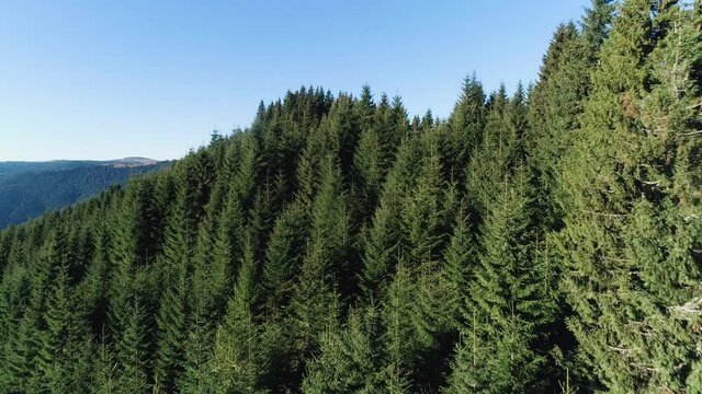 Aerial view of summer mountain landscape with evergreen pine, spruce trees. Mountain range in background. Nature, travel, holidays. Carpathians, Ukraine, Europe.