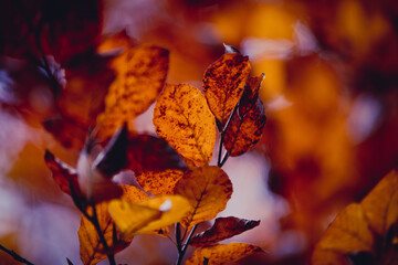 Buchenblätter im Herbst